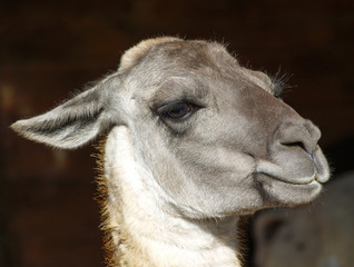 lama © Comofoto