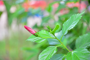 Red Hibiscus on green nature background