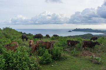 Vaches au bord de la mer, Belongas, Lombok, Indonésie