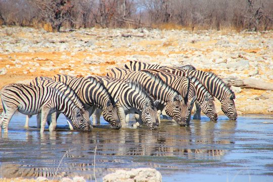 Zebraherde an einer Wasserstelle
