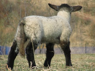 Naklejka premium 可愛い子羊