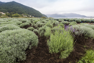 Lavender field at Oishi Park, Kawaguchiko Lake, Yamanashi, Japan