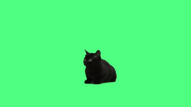 black cat looks around on a green background