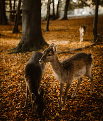 A roe deer doe couple in a autumnal forest at sunset.