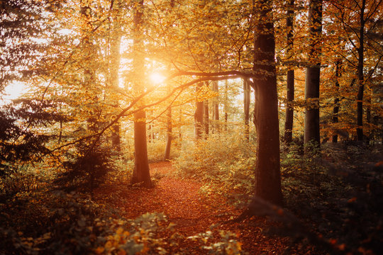 Fototapeta Warm autumn scenery in a forest, with the sun casting beautiful rays of light through the mist and trees