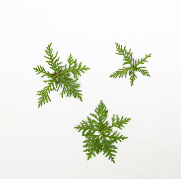 Pine star snow flake Christmas tree and small white flowers made . New Year concept. Flat lay. © kathayut