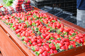 fresh strawberry from farm