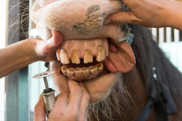 horse dentist is working on the teeth in the mouth of a horse