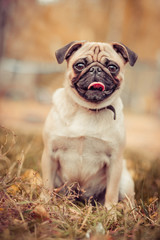 dog, grass, outdoor, green, smile, field, park,