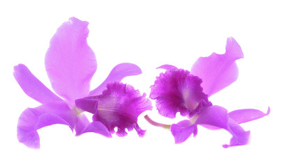 bright cattleya orchid flowers isolated on white background