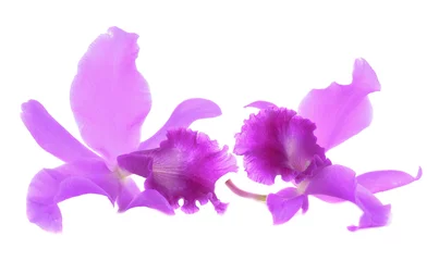 Papier Peint photo autocollant Orchidée bright cattleya orchid flowers isolated on white background