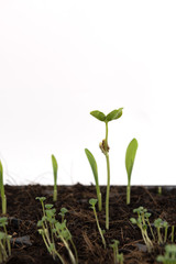 Sprouted growing small bottle gourd and young corn plant in farm