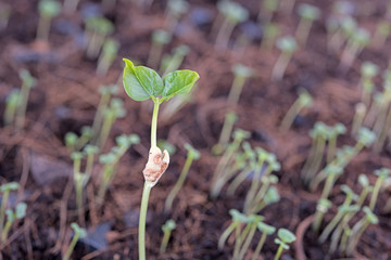 Sprouted growing small bottle gourd plant in farm,agriculture