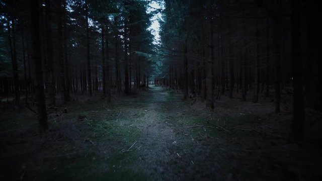 steadicam shot through dark forest
