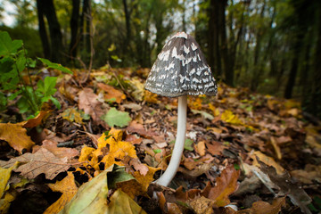Shaggy ink cap fungus