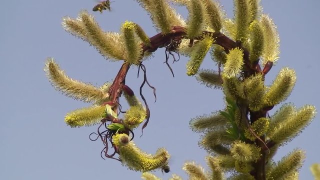 Die Palmk&auml;tzchen sind bei den Bienen sehr begehrt
