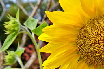 황금 해바라기/golden sunflower
황금 빛을 한 공원의 해바라기
