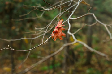 Lonely maple leaf on a branch