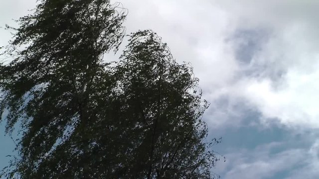 sequence of trees blow in strong wind europe