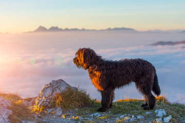 Black shepherd dog observes the sunset over the mountains