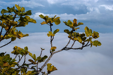 Tree branch with autumn leaves against the sky, fog and clouds.