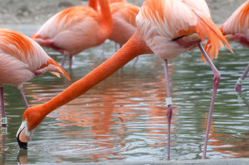 Pink flamingo stretching it long neck