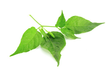 Chili pepper with leaves isolated on white background
