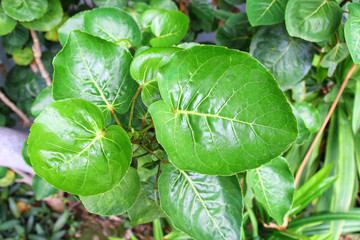 Polyscias in the garden