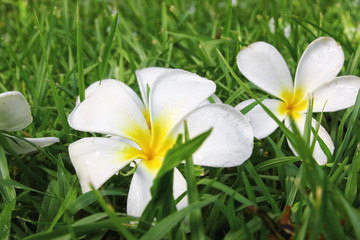Plumeria , Frangipani flowers , Champa flower