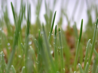 sprouted wheat with dew macro