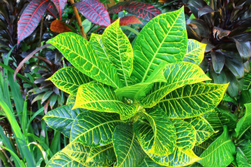 Croton leaves © bancha_photo