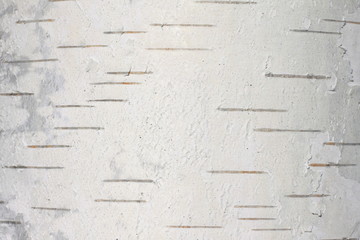 birch bark texture natural background paper close-up / birch tree wood texture / birch tree bark /...