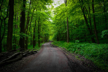 the one with the road to nowhere