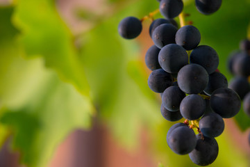 Bluse Weintrauben an der Rebe