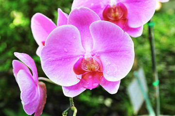 Pink Orchids