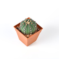 Cactus isolated on white background
