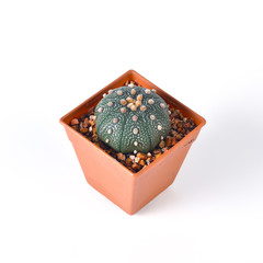 Cactus isolated on white background