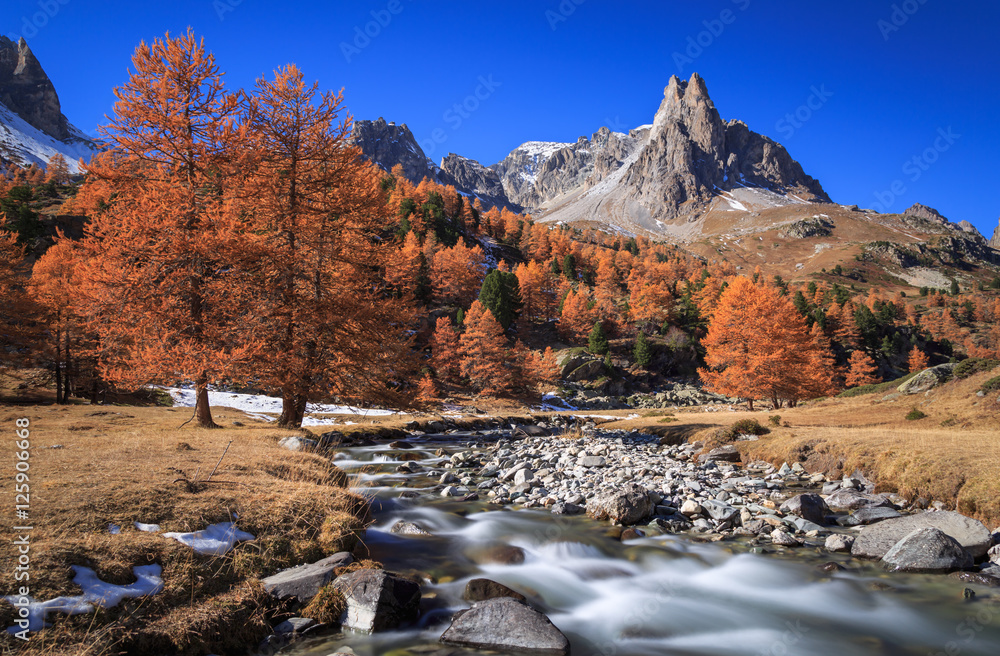 Poster the river claree and larch trees in vallee de la claree during a clear day in autumn.