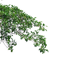 Green leaves isolated on white background