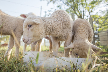 Obraz premium Little Lambs Feeding