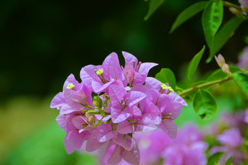 Blumen auf Boa Vista
