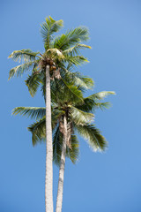 Naklejka premium Coconut palm tree over blue sky background