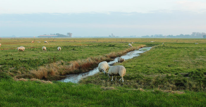 Niederlande, Seeland, Polder, Weideland mit Schafen
