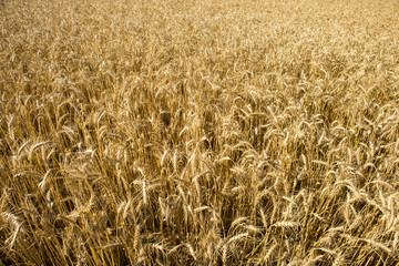 Wheat Fields Ready for Harvest