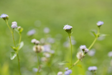 Beautiful little purple grass flower over green blurred backgrou