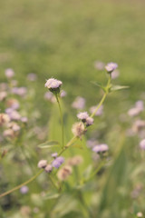 Beautiful little purple grass flower over green blurred backgrou