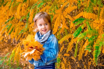 Fototapeta premium Little girl with yellow autumn golden leaves in her hand. Child play outdoors in the park.