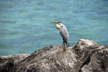 Héron cendré, Ardea cinerea