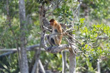 Nasalis Larvatus or long-nosed monkey, known as the bekantan, is a reddish-brown arboreal Old World monkey that is endemic to the southeast Asian island of Borneo..