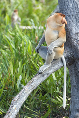 Nasalis Larvatus or long-nosed monkey, known as the bekantan, is a reddish-brown arboreal Old World monkey that is endemic to the southeast Asian island of Borneo..